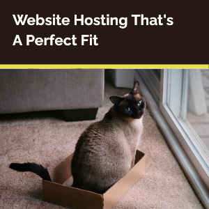 A Siamese kitty is sitting purposefully in a brown cardboard box that is just the right size for them. Text reads: Website Hosting That's A Perfect Fit